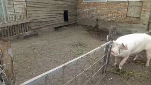 Кастрировали КАБАНА и на ВОЛЮ!