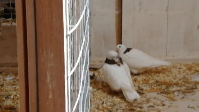 Здравствуй, племя младое, незнакомое..mp4 смотреть онлайн