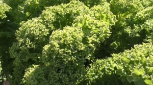 Капуста листовая кале (кейл) в октябре, итоги сезона.