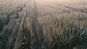 0572-25. Агрохолдинг «Приоритет Агро». Сорт ярового ячменя "Орфелия". 5 июля 2020 года.