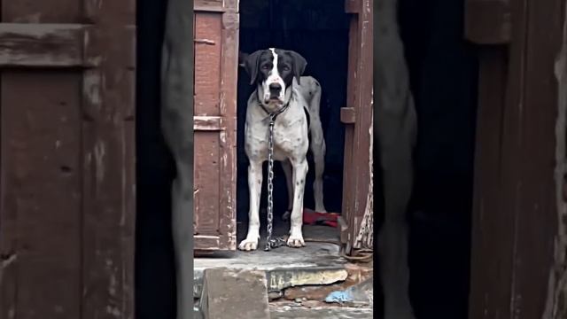 #bullybreed #bully 👾👾🐯🐕👺👹 #pak bully #bully kutta смотреть онлайн