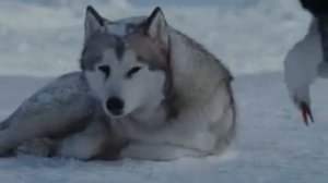 Ездовые Собаки