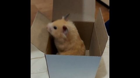 Я обиделась ! #хомяк #хомякБоня #нереальнаяжизнь