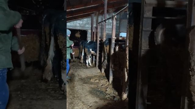 скоро будет обзор) ТГК - DanilaFermer #работа #деревня #farmlive #farming #рекомендации #shorts