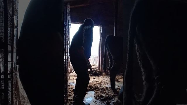 всем большое спасибо❤. ТГК - DanilaFermer #врек #втоп #быки #farming #farmlive #деревня #shorts