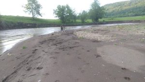 Лайки и такса. Долгожданная прогулка. Собачий пляж. Пропала Пуля.