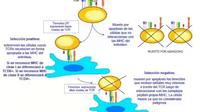 6 Homeostasis y tolerancia смотреть онлайн