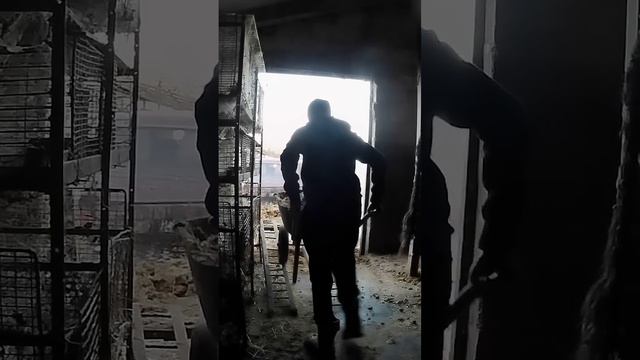 Чистка навоза. Новая самоделка. Телега: DanilaFermer #shorts #farmlive #live #быки #чистканавоза