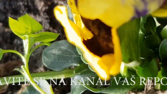 Slavlje u domu SEKE ALEKSIĆ, SVI ČESTITAJU смотреть онлайн