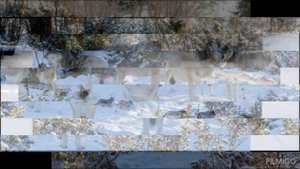 волчья стая