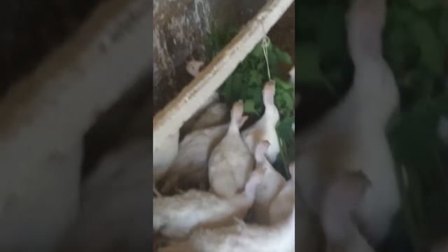 Индюшата через месяц после покупки #shorts #сельскоехозяйство #farmlive #животные #индюки #жизнь