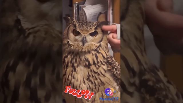 Филин и устойчивость 🦉