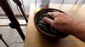 Сколько семян в одной тыкве