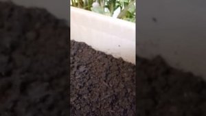 Сюрприз для мужа Дендробена в новом доме