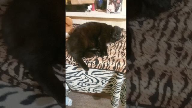 Поза номер 3. Сплю. #кот Буся 18#февраля смотреть онлайн