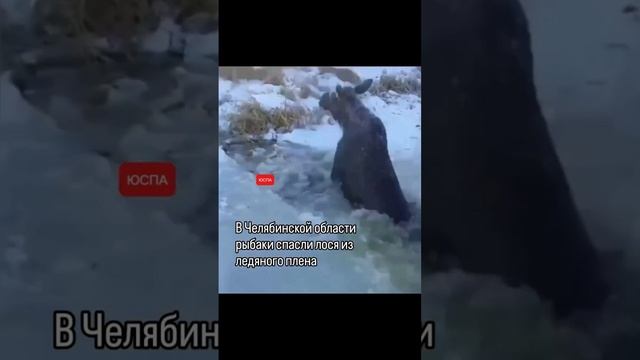 В Челябинской области рыбаки спасли лося из ледяного плена