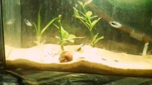 Кого можно заселять к гурами