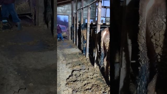 снеговая лопата в сарае ТГК - DanilaFermer #врек #работа #shorts #рекомендации #farming #farmlive