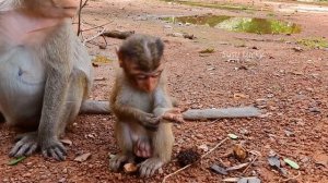 Breaking heart! Poor baby Adler got strong bite hurt by mom ANGEL for refuse feeding milk