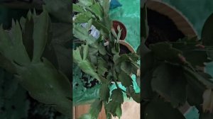 Чем ещё заняться ночью, как не пересадкой комнатного цветка декабриста шлюмбергера усечённого#цветы