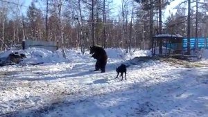Восточно-сибирская лайка, притравка по медведю
