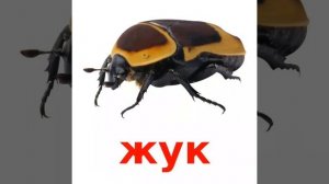 Карточки-Насекомые