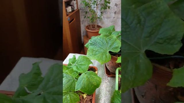 #Результат #тестирование #цион и #органикмикс. #Огурец расти на этом чуде чудесном отказался.
