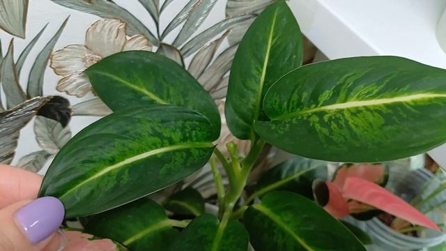 Обзор комнатных растений Прогуляемся по моим полочкам