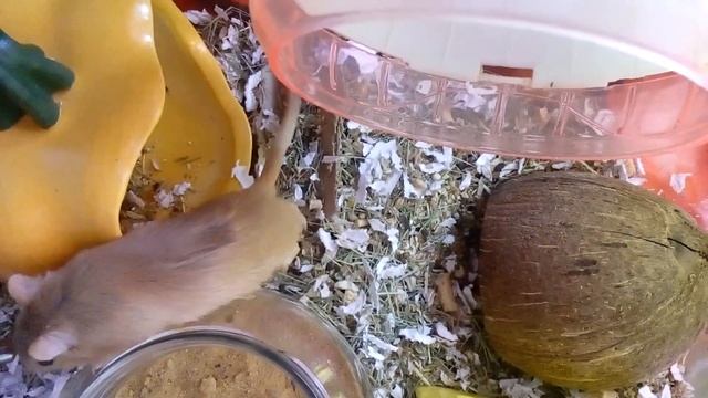 ВЕСЕЛЫЕ НЕПОСЕДЫ ПЕСЧАНКИ | Хомячуля: Secret Life Hamster - Pets