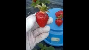Клубника ДЖОЛИ. Как всегда вкусная....