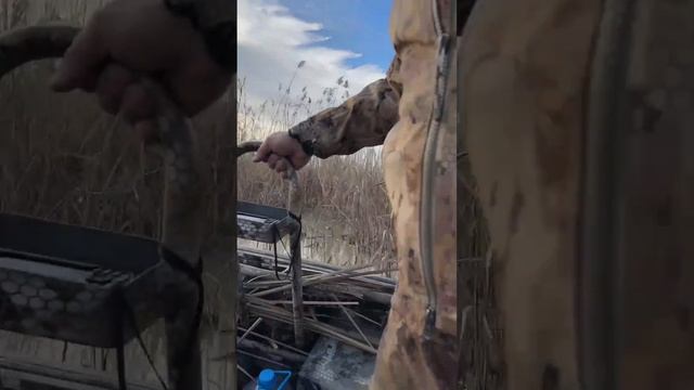 лодка болотоход 4816