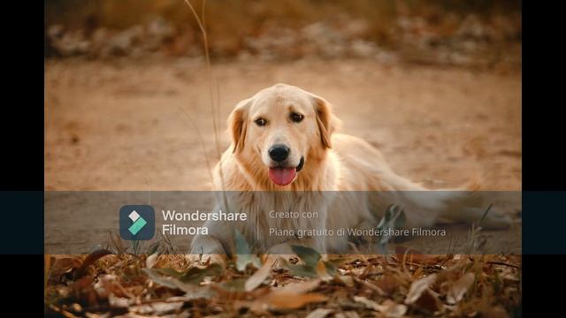 Cane che abbaia, barking dog, szczekający pies, 狂吠的狗, лающая собака, schors, aboyer смотреть онлайн