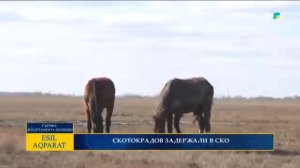 СКОТОКРАДОВ ЗАДЕРЖАЛИ В СКО