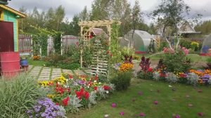 Цветы на 6 сотках 15 сентября 2019 год