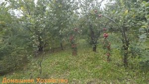 Поздние сливы в саду Железова