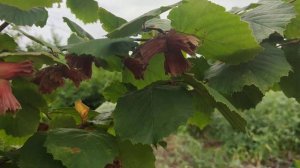 ФУНДУК.ВАРШАВСКИЙ КРАСНОЛИСТЫЙ.