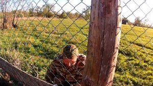 Электропастух ПРО-6  - проверка на овцах \\ В деревню!