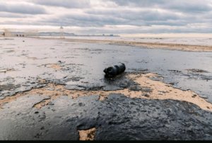 Чёрное море Мазут Трагедия