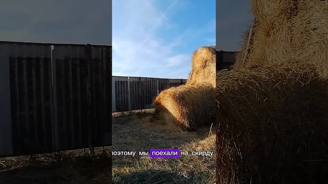 Уборка индюшатника.Привожу рулоны . ТГК - DanilaFermer #shorts #чистка #навоз #farmlife #врек #нива