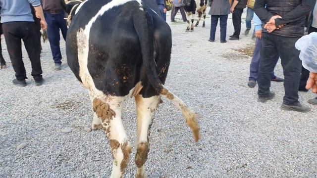 Qum tepa chorva bozori yangi narhlar. hammasidan bor.14,04,2022-YIL