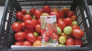 375 томаты сорта _Веселые ребята Ф1_ урожай и видео осень 2023 года