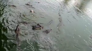 Ловля крокодила на курицу,