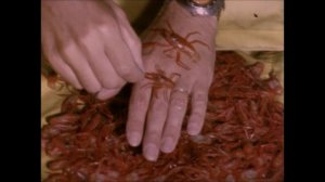 Одиссея Жака Кусто 1 сезон 25 серия (документальный сериал, 1966 – 1987)