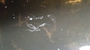 Озон или Ультрафиолет.