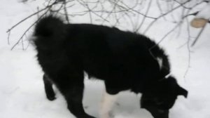 Лесная прогулка Графа