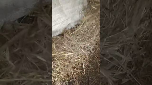 Ночной обзор теплицы переделанный под курятник