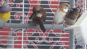 Японские амадины