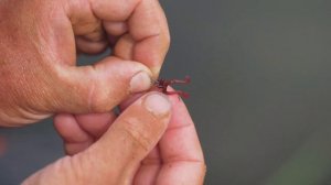 Крючки DUNAEV PREMIUM Серия 101. Крючок на леща, карася, карпа и другую рыбу