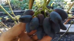 Виноград «ЭМИР». Виноградник Шакуровых. Ульяновская область