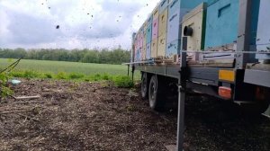 СОБИРАЕМ АКАЦИЮ 2024